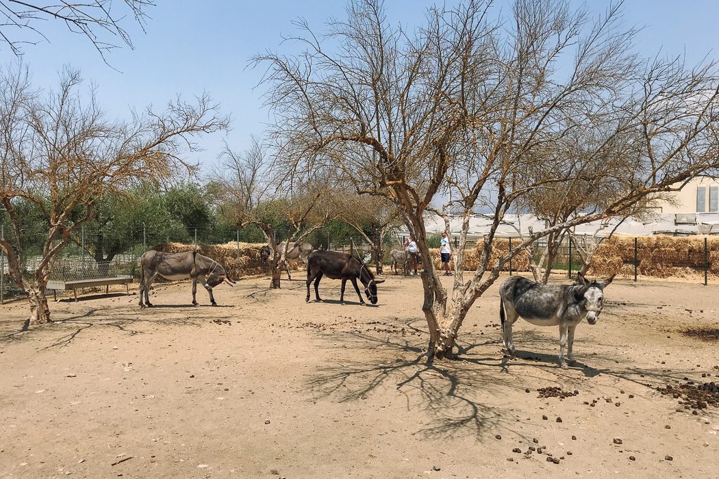 Animal-Friendly Experiences in Crete