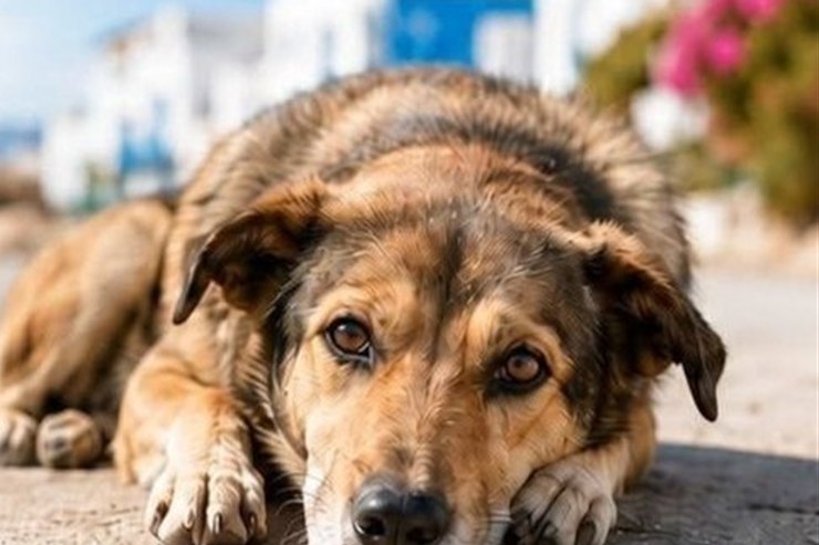 What to Do If You Witness Animal Abuse in Crete